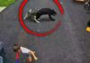 Faithful Husky Saves 6-Year-Old Boy From Charging Black Bear