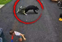 Hero Dog Charges Bear to Save 6-Year-Old Boy Faithful Husky Saves 6-Year-Old Boy From Charging Black Bear